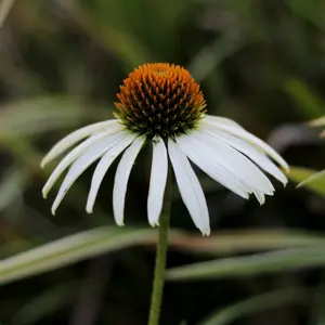 Echinacea 'Alba'